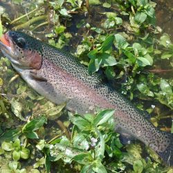 竿が折れ、イトウが釣れた ～フィシングパーク高島の泉～